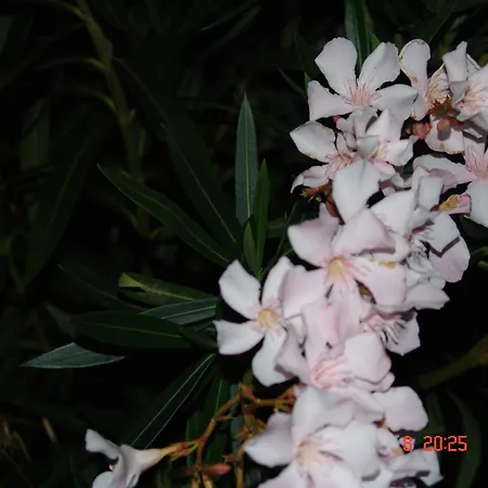 Terpsichore Apartamento *