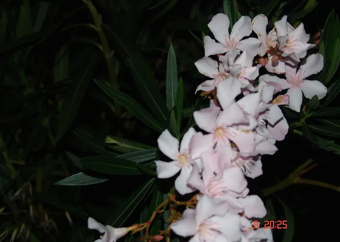 Terpsichore Lejlighed *